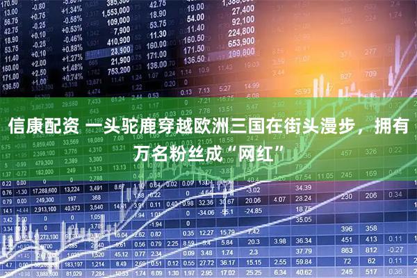 信康配资 一头驼鹿穿越欧洲三国在街头漫步，拥有万名粉丝成“网红”
